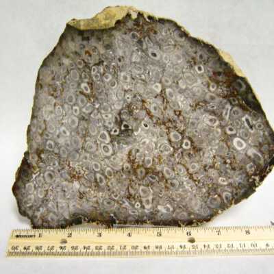 Petrified Wood