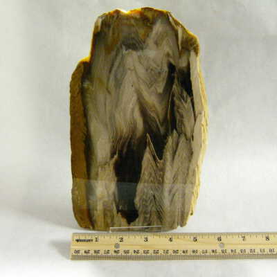 Sequoia