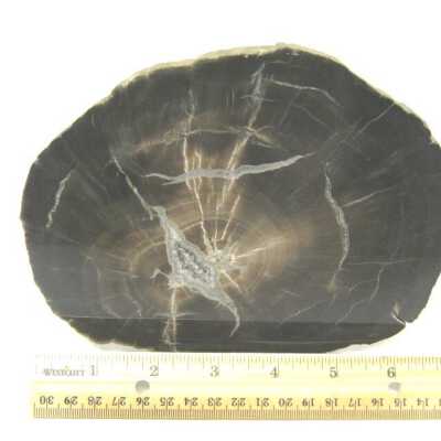 Limb Cast