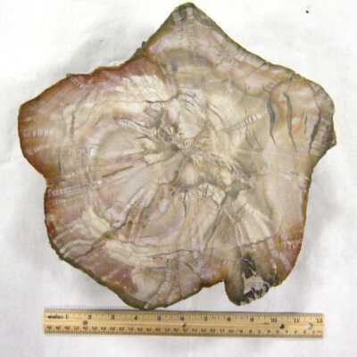 Limb Cast