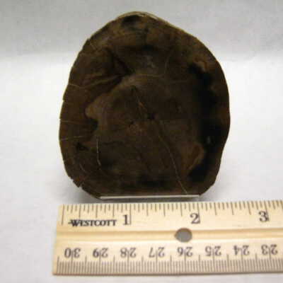 Basswood