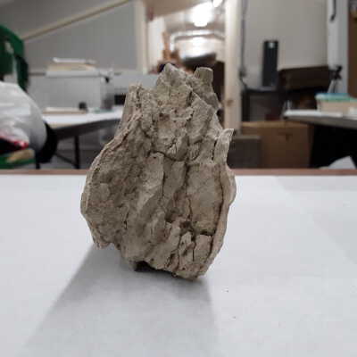 Posterior view of specimen