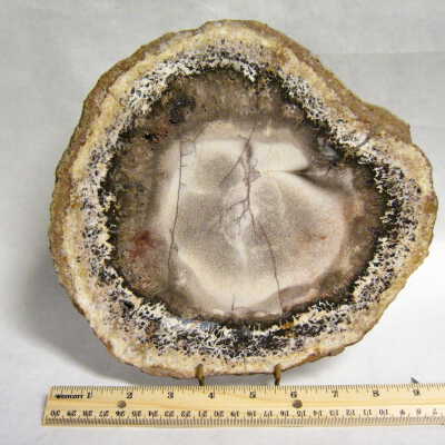 Petrified Wood