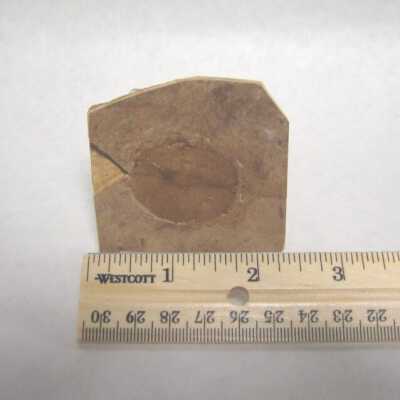 Leaf Fossil
