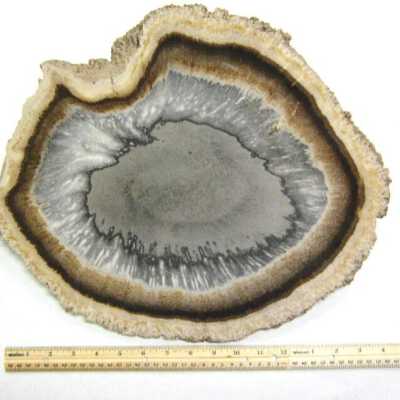 Petrified Wood