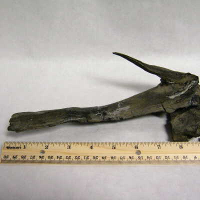 Carbonized (branch)