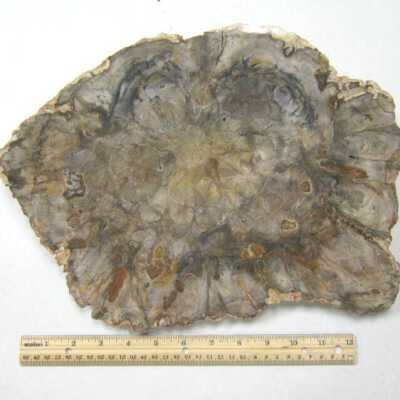 Limb Cast