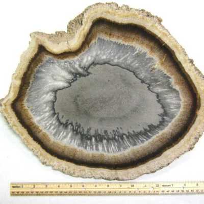 Petrified Wood