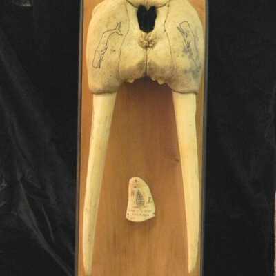 Scrimshaw