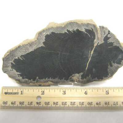 Limb Cast