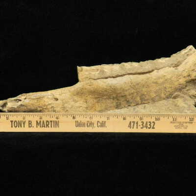 Fossilized Bone (horse lower jaw)
