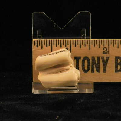 One Toed Horse (tooth)