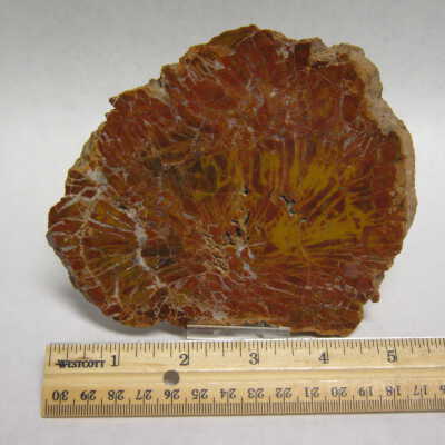 Araucaria