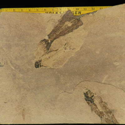 Knightia (Herring)