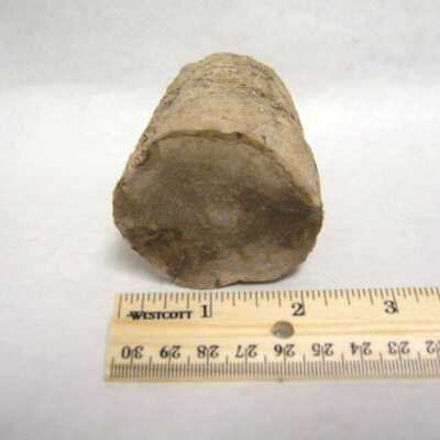 Petrified Wood