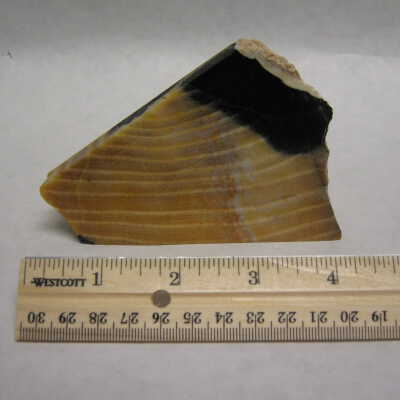 Elm