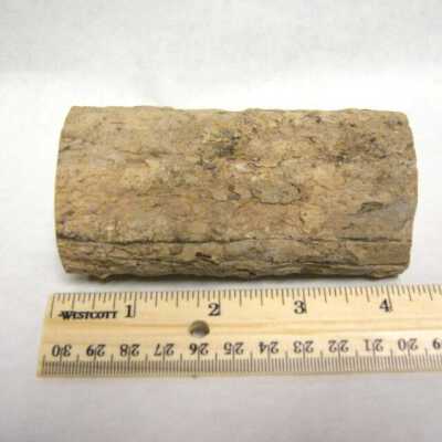 Petrified Wood