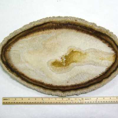 Petrified Wood