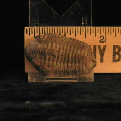 Trilobite