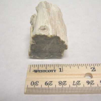 Limb Cast