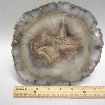 Limb Cast