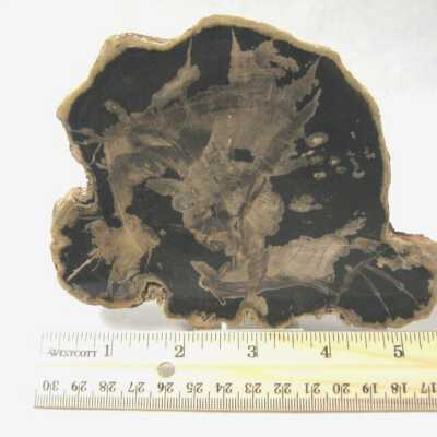 Limb Cast
