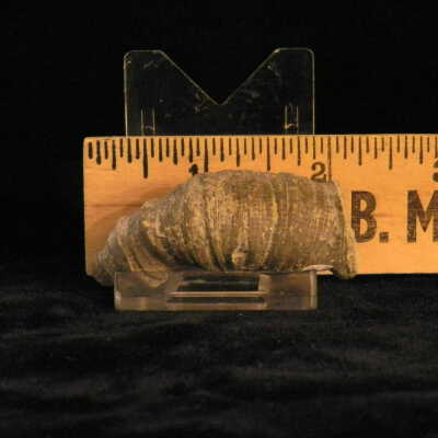 Crinoid (stem)