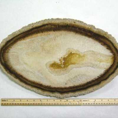 Petrified Wood