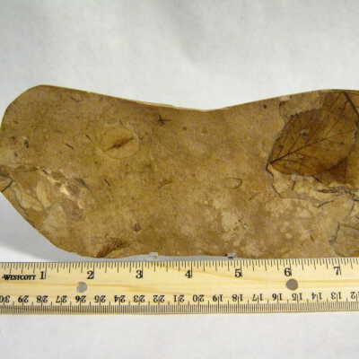 Fossil Leaves (Betula, Craigia, Metasequoia) and Petrified Wood (Stem/Branch Fragments)