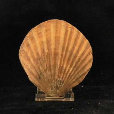 Scallop