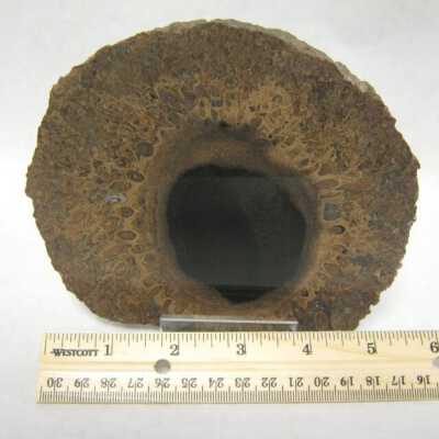 Limb Cast