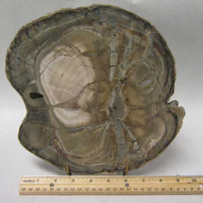 Woodworthia