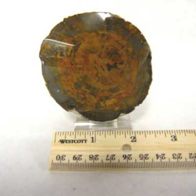 Limb Cast