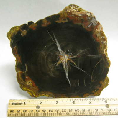 Araucaria