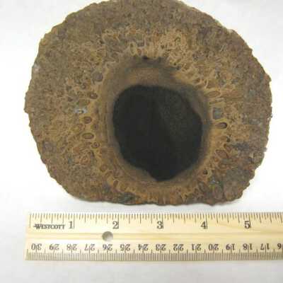 Limb Cast