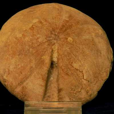 Sand Dollar (fossil)