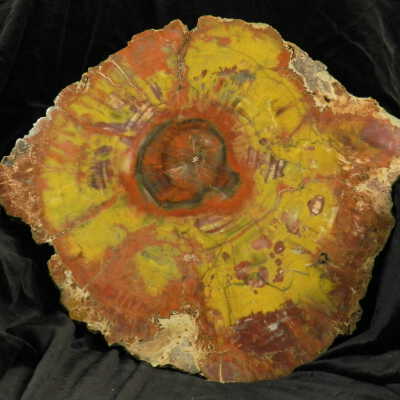 Petrified Wood