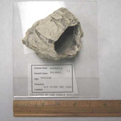 Balanus (Barnacle; Arthropod)