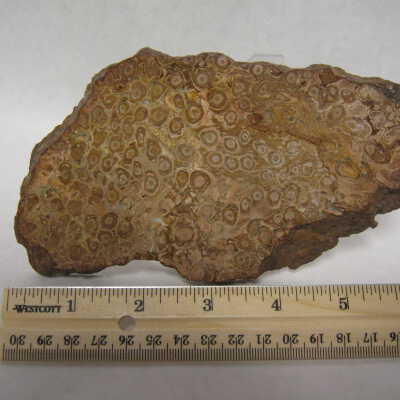 Palm (root)