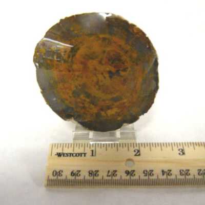 Limb Cast