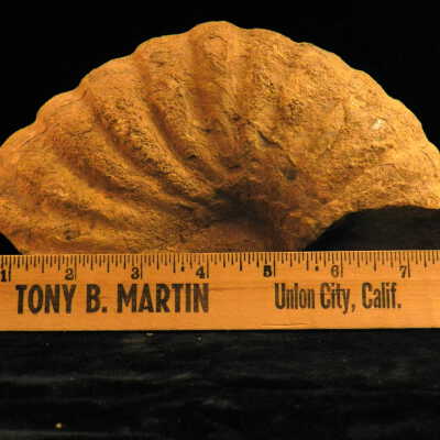 Ammonite