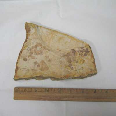 Cardiocarpus (Seed) - Misidentified?