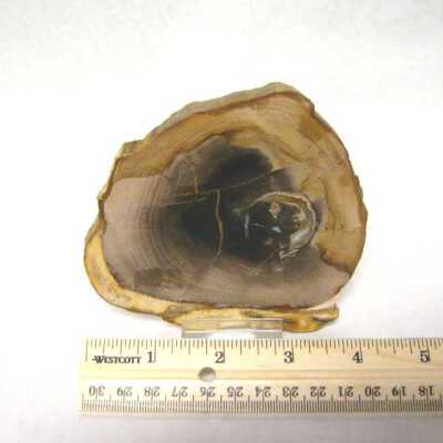 Petrified Wood