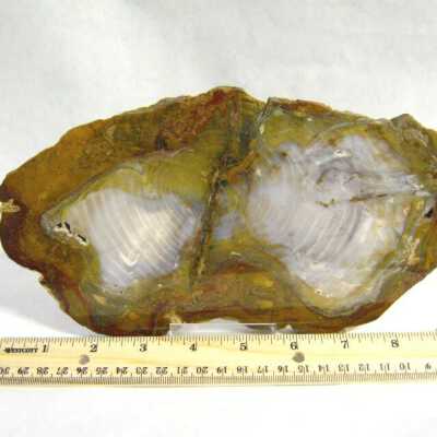 Petrified Wood