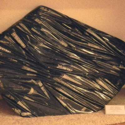Nautiloids