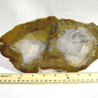 Petrified Wood
