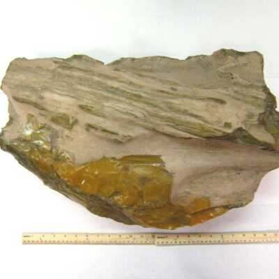 Limb Cast