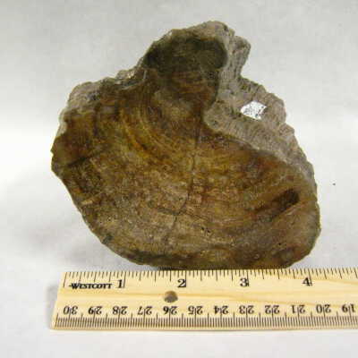 Laurel (Ironwood)