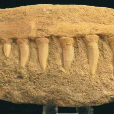 Sawfish?
