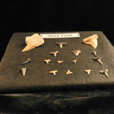 Shark (teeth)